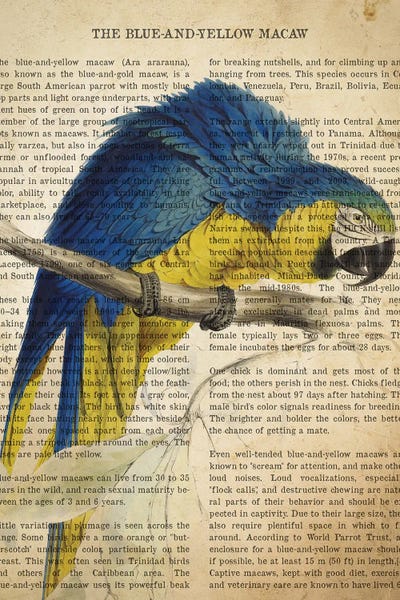 Macaws: Vintage Blue And Yellow Macaw Print by Aged Pixel