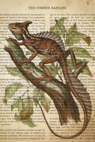 Vintage Common Basilisk Print by Aged Pixel framed canvas print