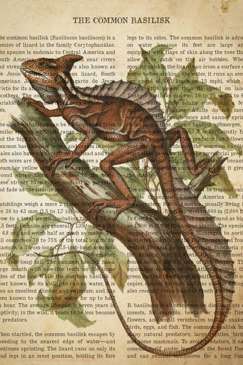 Vintage Common Basilisk Print