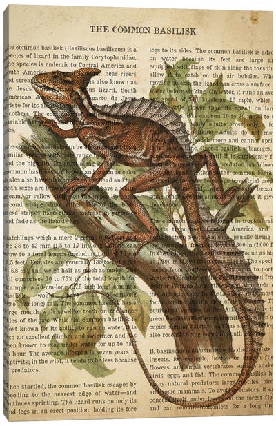 Vintage Common Basilisk Print Canvas Art Print - Iguanas