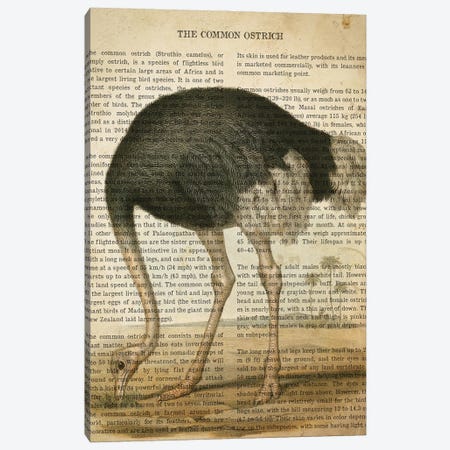 Vintage Common Ostrich Print Canvas Print #ADP3309} by Aged Pixel Canvas Artwork