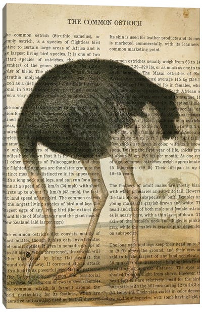 Vintage Common Ostrich Print Canvas Art Print