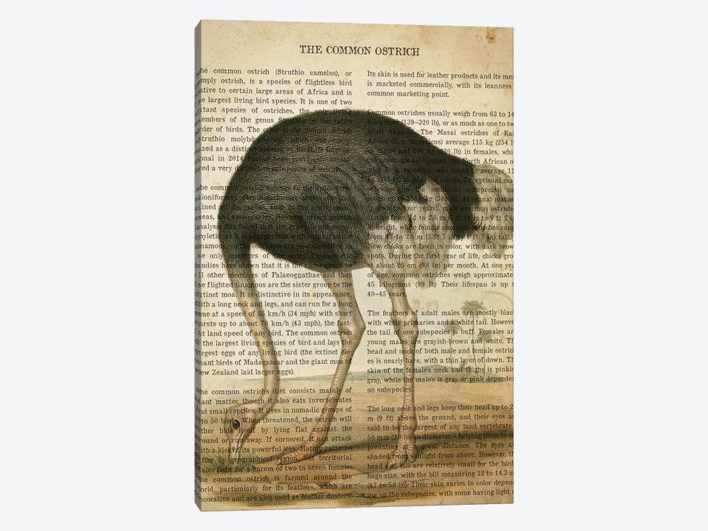 Vintage Common Ostrich Print by Aged Pixel 1-piece Canvas Art Print