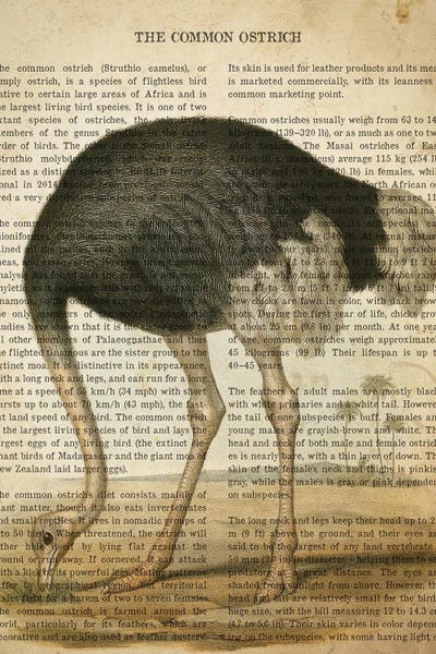 Ostriches: Vintage Common Ostrich Print by Aged Pixel