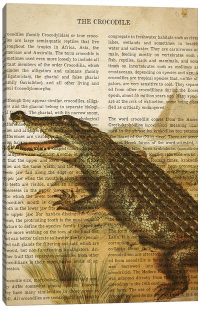 Vintage Crocodile Print Canvas Art Print - Animal Illustrations