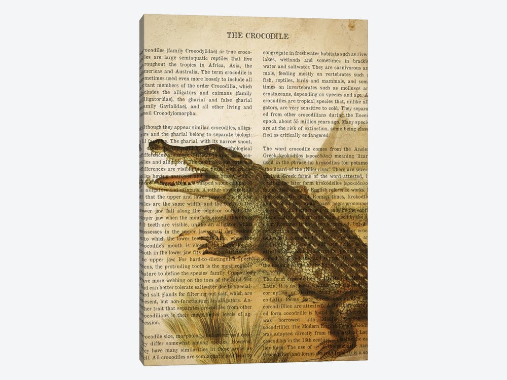 Vintage Crocodile Print by Aged Pixel 1-piece Canvas Print