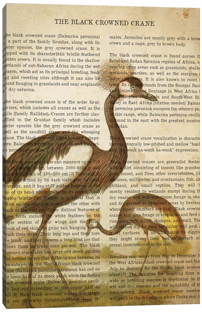 Vintage Black Crowned Crane Print Canvas Art Print - Crane Art