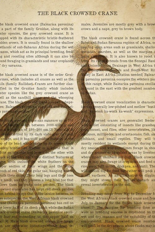 Vintage Black Crowned Crane Print by Aged Pixel wall art