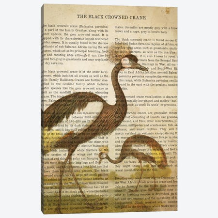 Vintage Black Crowned Crane Print Canvas Print #ADP3311} by Aged Pixel Canvas Print