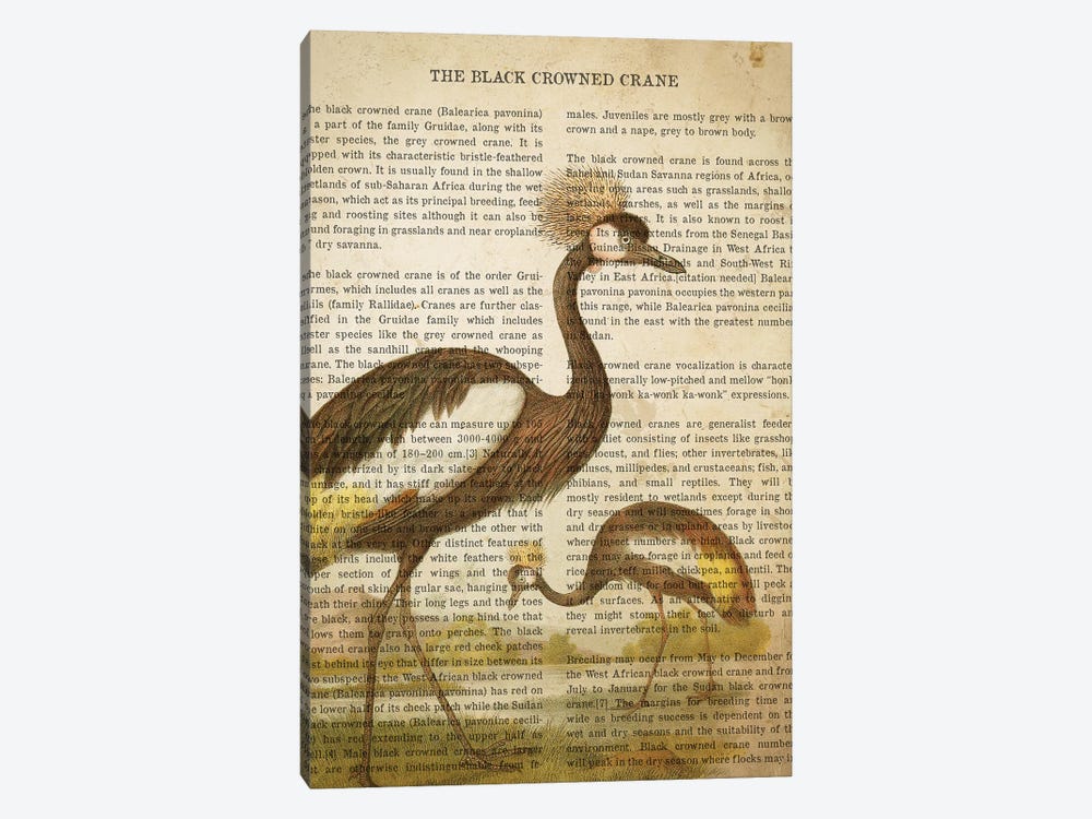 Vintage Black Crowned Crane Print by Aged Pixel 1-piece Canvas Art