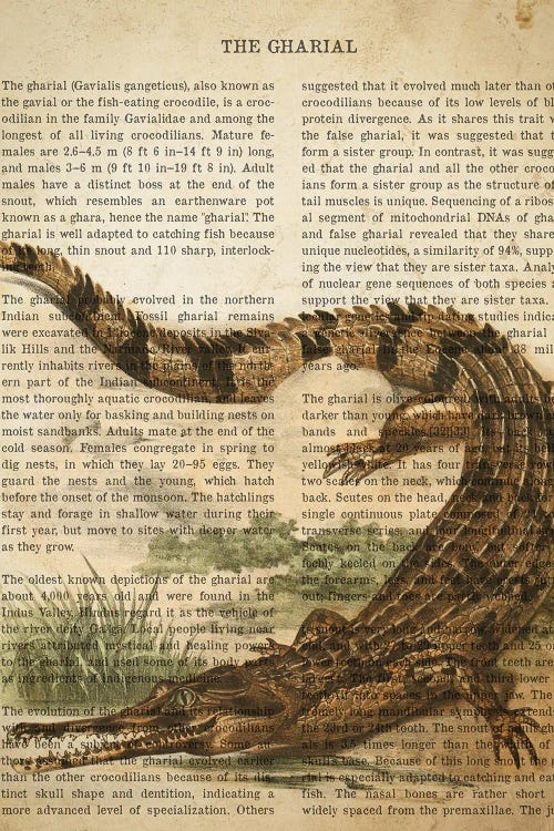 Vintage Gharial Print