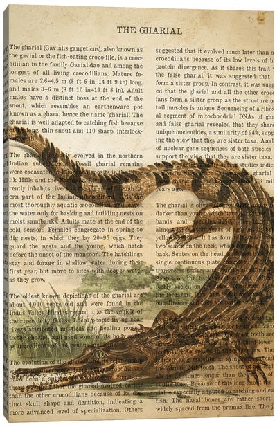Vintage Gharial Print Canvas Art Print - Crocodile & Alligator Art