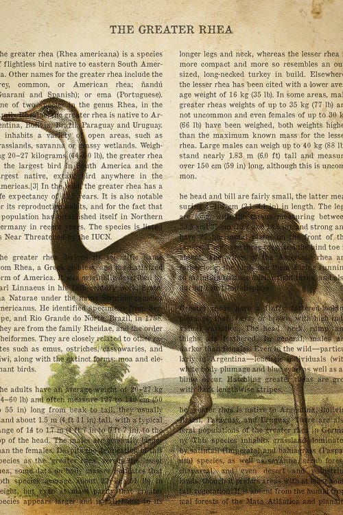 Vintage Greater Rhea Print