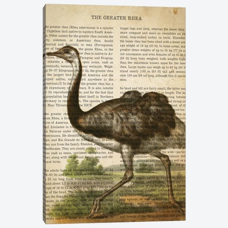 Vintage Greater Rhea Print Canvas Print #ADP3314} by Aged Pixel Canvas Wall Art