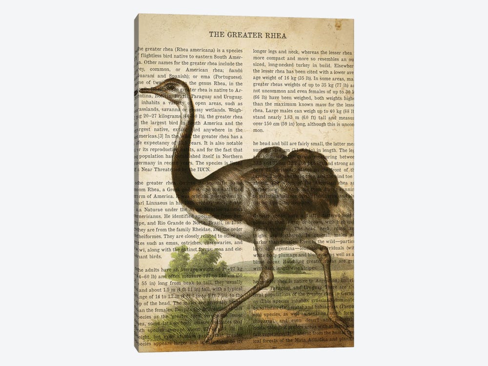 Vintage Greater Rhea Print by Aged Pixel 1-piece Canvas Art Print
