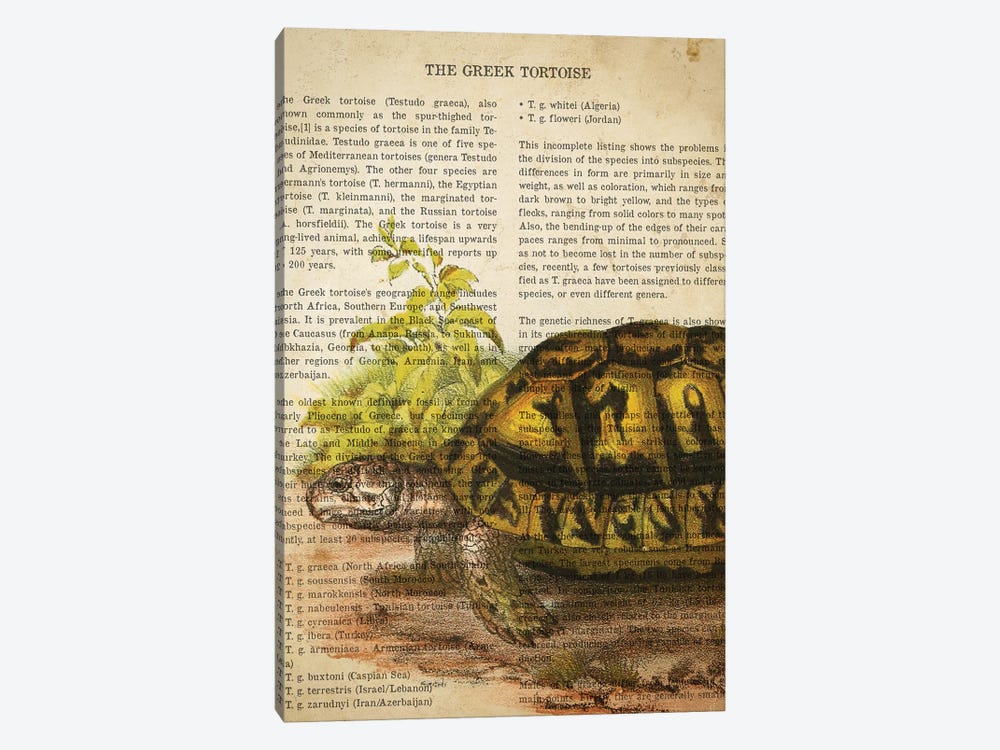 Vintage Greek Tortoise Print by Aged Pixel 1-piece Canvas Artwork