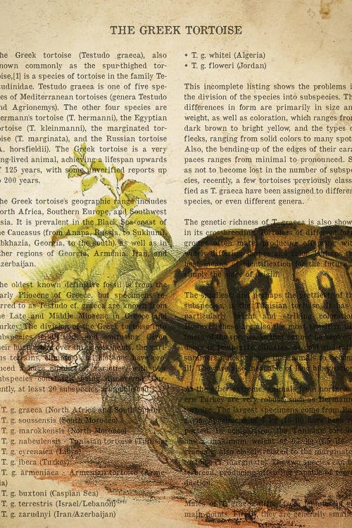 Vintage Greek Tortoise Print by Aged Pixel wall art