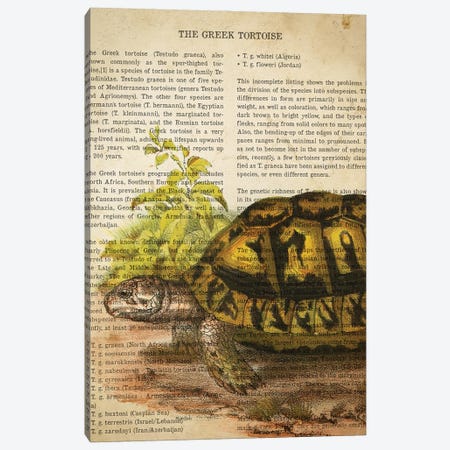 Vintage Greek Tortoise Print Canvas Print #ADP3315} by Aged Pixel Canvas Wall Art