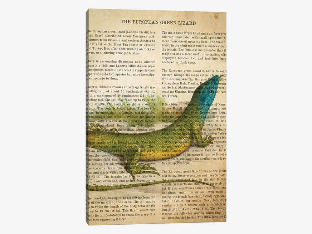 Vintage European Green Lizard Print by Aged Pixel 1-piece Canvas Print