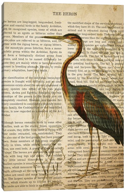 Vintage Heron Print Canvas Art Print - Animal Illustrations