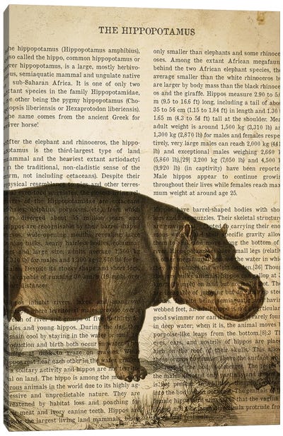 Vintage Hippo Print Canvas Art Print - Hippopotamus Art