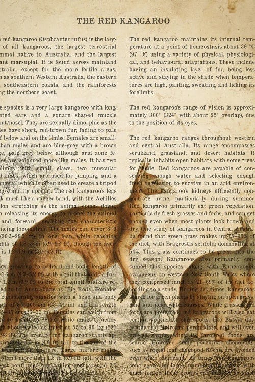 Vintage Kangaroo Print