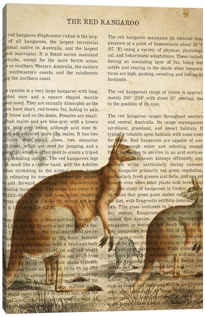 Vintage Kangaroo Print Canvas Art Print - Kangaroo Art