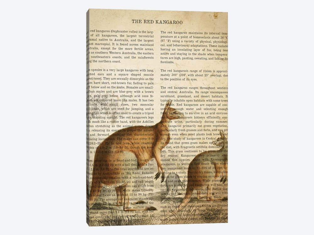 Vintage Kangaroo Print by Aged Pixel 1-piece Canvas Wall Art