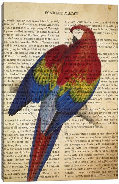 Vintage Scarlet Macaw Print Canvas Art Print - Parrot Art