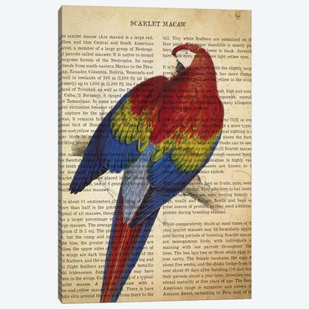 Vintage Scarlet Macaw Print Canvas Print #ADP3320} by Aged Pixel Canvas Artwork