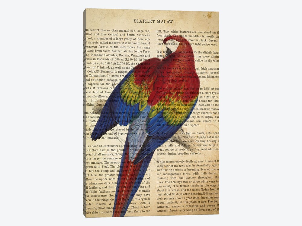 Vintage Scarlet Macaw Print by Aged Pixel 1-piece Canvas Wall Art