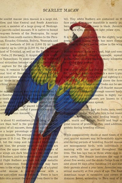 Macaws: Vintage Scarlet Macaw Print by Aged Pixel