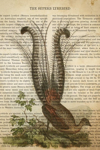 Vintage Superb Lyrebird Print by Aged Pixel canvas print