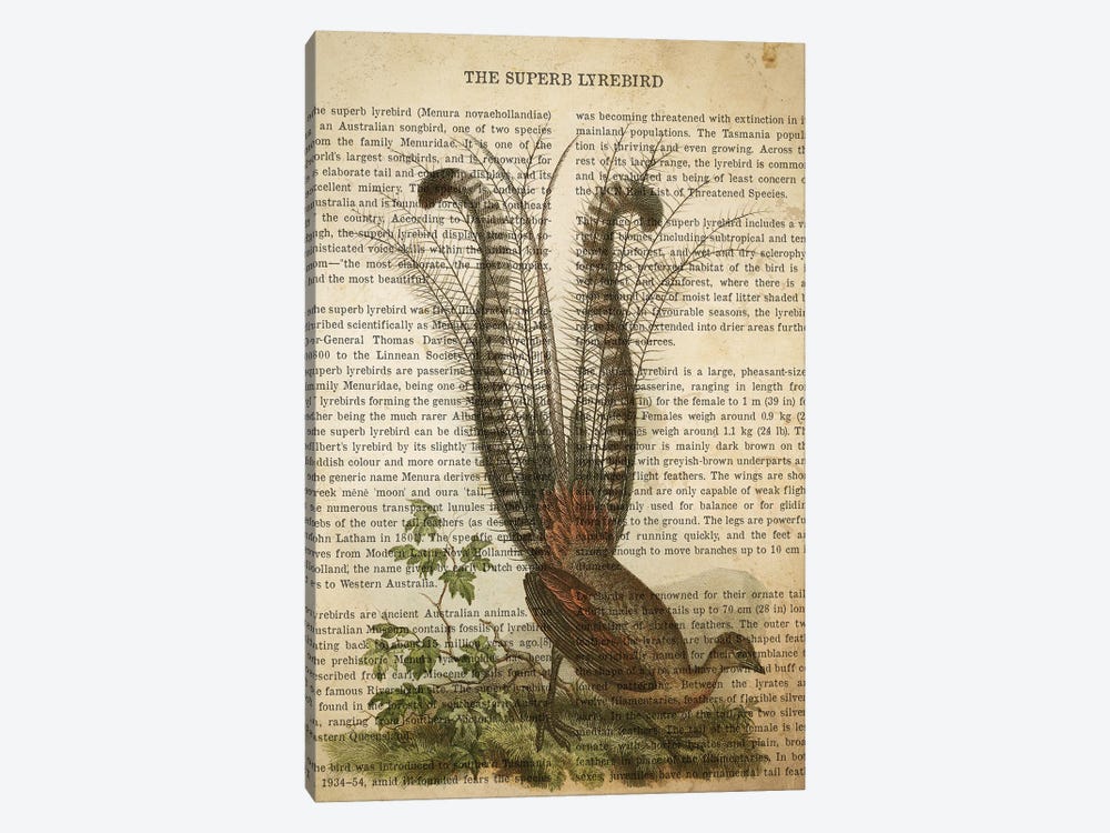 Vintage Superb Lyrebird Print by Aged Pixel 1-piece Canvas Art