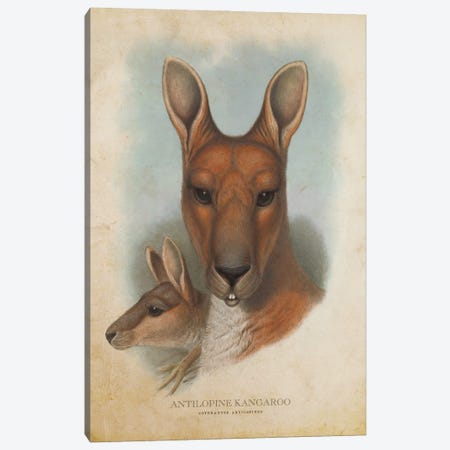 Vintage Antilopine Kangaroo Canvas Print #ADP3323} by Aged Pixel Canvas Artwork