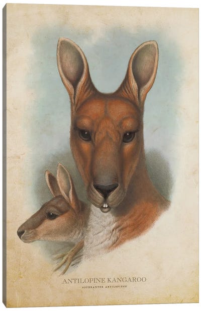 Vintage Antilopine Kangaroo Canvas Art Print - Animal Illustrations