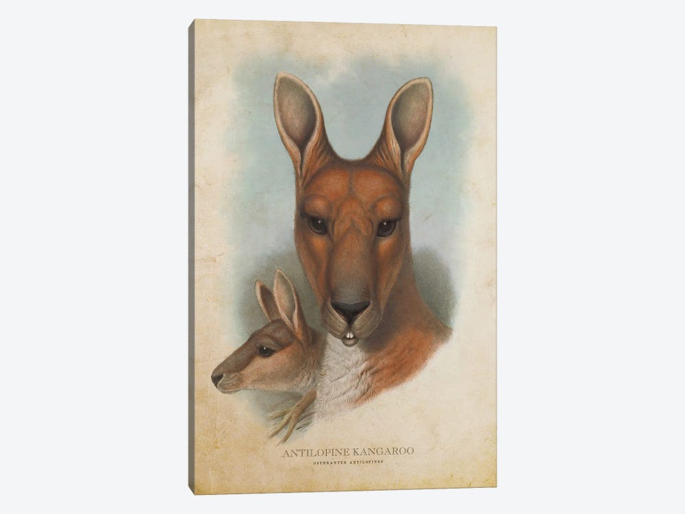 Vintage Antilopine Kangaroo by Aged Pixel 1-piece Canvas Print