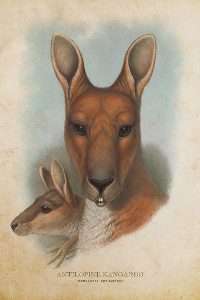 Kangaroos: Vintage Antilopine Kangaroo by Aged Pixel