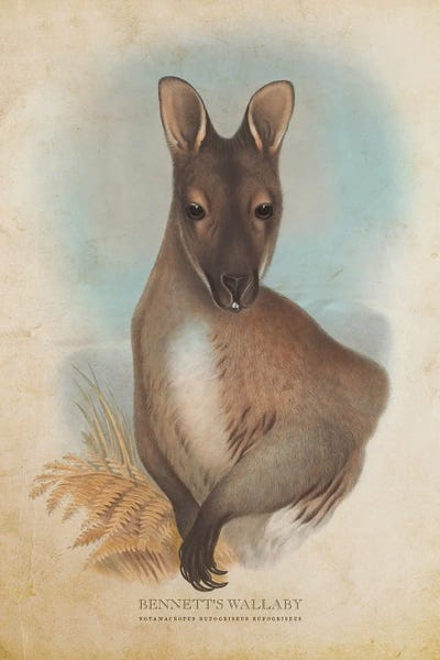 Vintage Bennett's Wallaby by Aged Pixel framed wall art