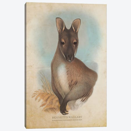 Vintage Bennett's Wallaby Canvas Print #ADP3324} by Aged Pixel Art Print