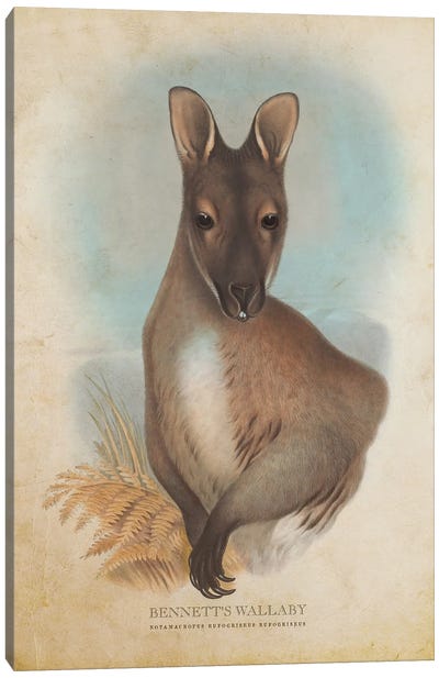Vintage Bennett's Wallaby Canvas Art Print - Kangaroo Art