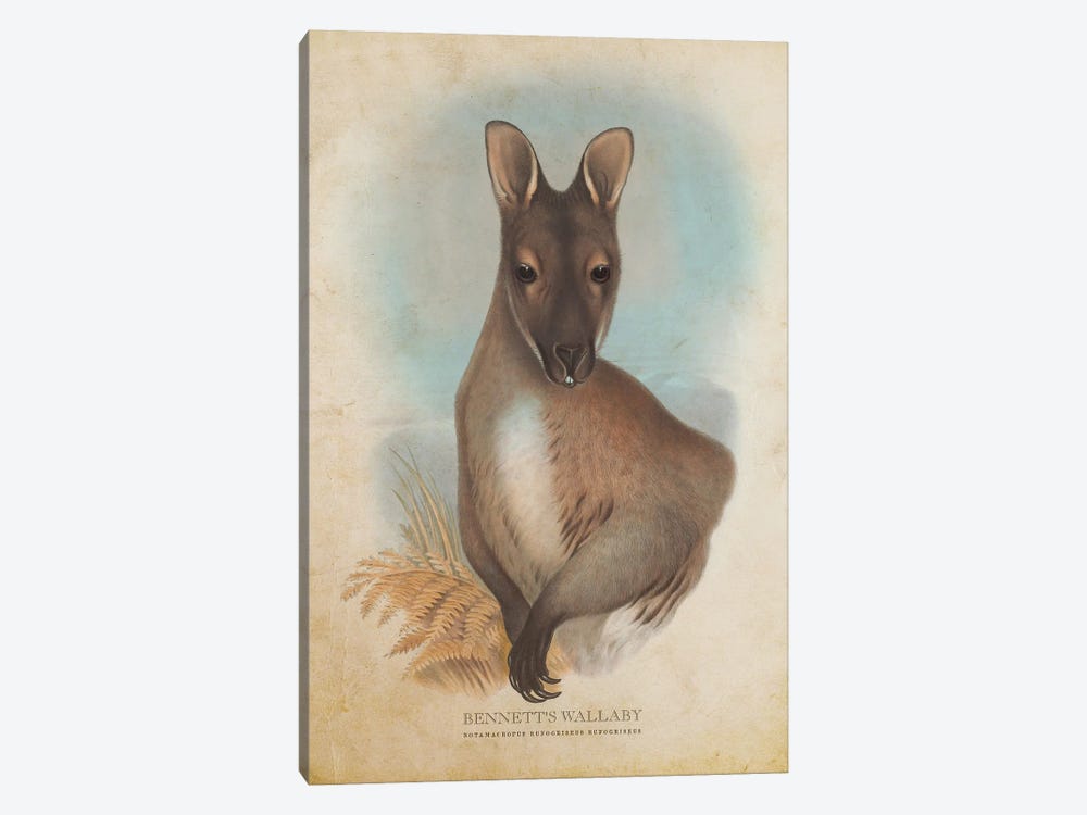 Vintage Bennett's Wallaby by Aged Pixel 1-piece Canvas Art