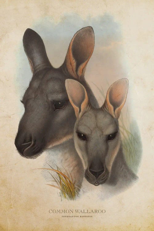 Vintage Common Wallaroo by Aged Pixel wall art