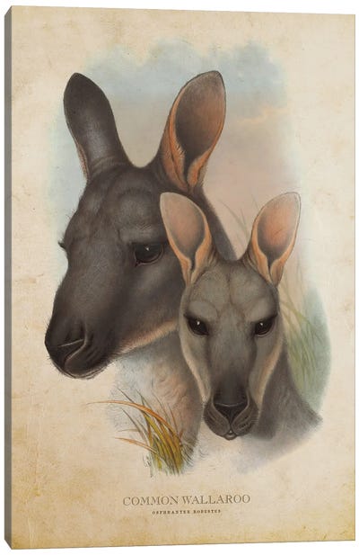 Vintage Common Wallaroo Canvas Art Print - Kangaroo Art
