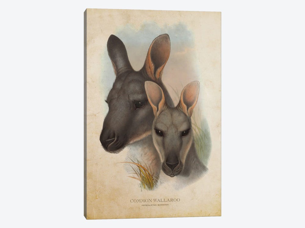 Vintage Common Wallaroo by Aged Pixel 1-piece Canvas Art Print