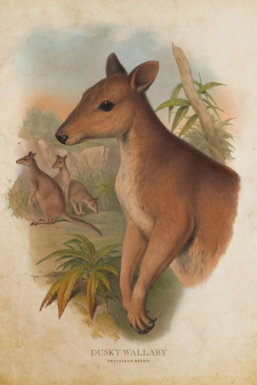 Vintage Dusky Wallaby