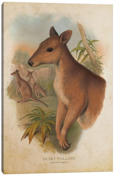 Vintage Dusky Wallaby Canvas Art Print - Kangaroo Art