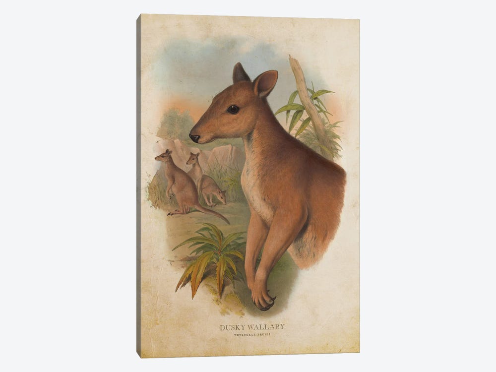 Vintage Dusky Wallaby by Aged Pixel 1-piece Canvas Art
