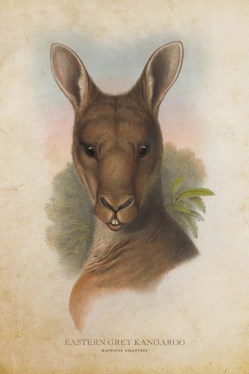 Vintage Eastern Grey Kangaroo by Aged Pixel wall art
