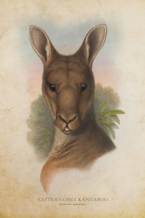 Vintage Eastern Grey Kangaroo